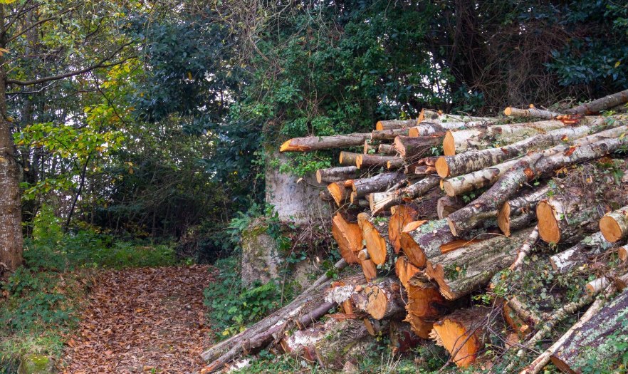 A stack of freshly cut logs beside a leaf-covered forest path